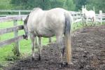 <img150*0:stuff/z/169023/Horse%2520Reference/i1280171970_38.jpg>