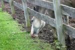 <img150*0:stuff/z/169023/Horse%2520Reference/i1280171970_39.jpg>
