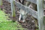 <img150*0:stuff/z/169023/Horse%2520Reference/i1280171970_40.jpg>