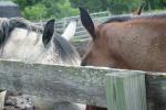 <img150*0:stuff/z/169023/Horse%2520Reference/i1280171970_41.jpg>