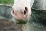 <img150*0:stuff/z/169023/Horse%2520Reference2/i1280172035_1.jpg>
