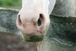 <img150*0:stuff/z/169023/Horse%2520Reference2/i1280172035_2.jpg>