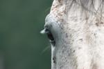 <img150*0:stuff/z/169023/Horse%2520Reference2/i1280172035_3.jpg>