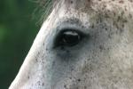 <img150*0:stuff/z/169023/Horse%2520Reference2/i1280172035_4.jpg>