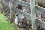 <img150*0:stuff/z/169023/Horse%2520Reference2/i1280172035_5.jpg>