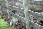 <img150*0:stuff/z/169023/Horse%2520Reference2/i1280172035_6.jpg>