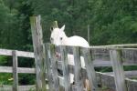 <img150*0:stuff/z/169023/Horse%2520Reference2/i1280172035_7.jpg>
