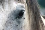 <img150*0:stuff/z/169023/Horse%2520Reference2/i1280172035_8.jpg>