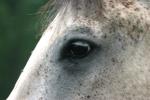 <img150*0:stuff/z/169023/Horse%2520Reference2/i1280172036_10.jpg>
