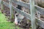 <img150*0:stuff/z/169023/Horse%2520Reference2/i1280172036_11.jpg>