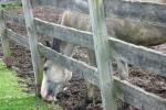 <img150*0:stuff/z/169023/Horse%2520Reference2/i1280172036_12.jpg>
