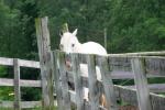 <img150*0:stuff/z/169023/Horse%2520Reference2/i1280172036_13.jpg>