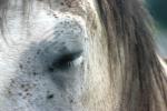 <img150*0:stuff/z/169023/Horse%2520Reference2/i1280172036_14.jpg>