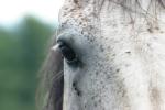 <img150*0:stuff/z/169023/Horse%2520Reference2/i1280172036_15.jpg>