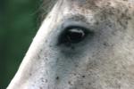 <img150*0:stuff/z/169023/Horse%2520Reference2/i1280172036_16.jpg>