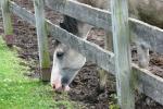 <img150*0:stuff/z/169023/Horse%2520Reference2/i1280172036_17.jpg>