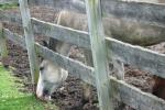 <img150*0:stuff/z/169023/Horse%2520Reference2/i1280172036_18.jpg>