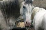 <img150*0:stuff/z/169023/Horse%2520Reference2/i1280172036_19.jpg>