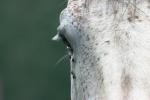 <img150*0:stuff/z/169023/Horse%2520Reference2/i1280172036_9.jpg>