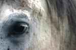<img150*0:stuff/z/169023/Horse%2520Reference2/i1280172037_20.jpg>