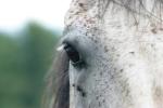 <img150*0:stuff/z/169023/Horse%2520Reference2/i1280172037_21.jpg>