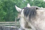 <img150*0:stuff/z/169023/Horse%2520Reference2/i1280172037_22.jpg>