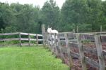 <img150*0:stuff/z/169023/Horse%2520Reference2/i1280172037_24.jpg>