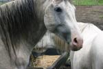<img150*0:stuff/z/169023/Horse%2520Reference2/i1280172037_25.jpg>