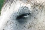 <img150*0:stuff/z/169023/Horse%2520Reference2/i1280172037_26.jpg>
