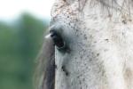 <img150*0:stuff/z/169023/Horse%2520Reference2/i1280172037_27.jpg>