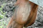 <img150*0:stuff/z/169023/Horse%2520Reference2/i1280172037_28.jpg>