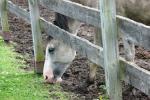 <img150*0:stuff/z/169023/Horse%2520Reference2/i1280172037_29.jpg>