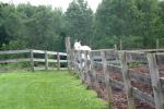 <img150*0:stuff/z/169023/Horse%2520Reference2/i1280172037_30.jpg>