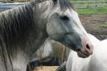 <img150*0:stuff/z/169023/Horse%2520Reference2/i1280172038_31.jpg>