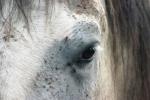 <img150*0:stuff/z/169023/Horse%2520Reference2/i1280172038_32.jpg>