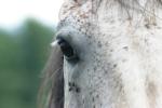 <img150*0:stuff/z/169023/Horse%2520Reference2/i1280172038_33.jpg>