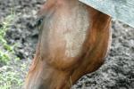 <img150*0:stuff/z/169023/Horse%2520Reference2/i1280172038_34.jpg>