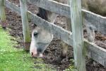 <img150*0:stuff/z/169023/Horse%2520Reference2/i1280172038_35.jpg>