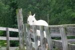 <img150*0:stuff/z/169023/Horse%2520Reference2/i1280172038_36.jpg>