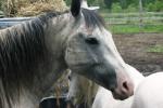 <img150*0:stuff/z/169023/Horse%2520Reference2/i1280172038_37.jpg>