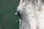 <img150*0:stuff/z/169023/Horse%2520Reference2/i1280172038_38.jpg>