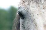 <img150*0:stuff/z/169023/Horse%2520Reference2/i1280172038_39.jpg>