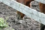 <img150*0:stuff/z/169023/Horse%2520Reference2/i1280172038_40.jpg>