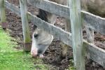 <img150*0:stuff/z/169023/Horse%2520Reference2/i1280172038_41.jpg>