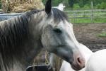 <img150*0:stuff/z/169023/Horse%2520Refernce3/i1280173379_1.jpg>