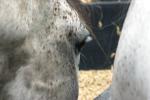 <img150*0:stuff/z/169023/Horse%2520Refernce3/i1280173379_10.jpg>