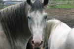 <img150*0:stuff/z/169023/Horse%2520Refernce3/i1280173379_2.jpg>