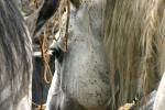 <img150*0:stuff/z/169023/Horse%2520Refernce3/i1280173379_3.jpg>