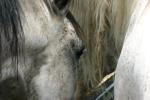 <img150*0:stuff/z/169023/Horse%2520Refernce3/i1280173379_4.jpg>