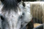 <img150*0:stuff/z/169023/Horse%2520Refernce3/i1280173379_5.jpg>